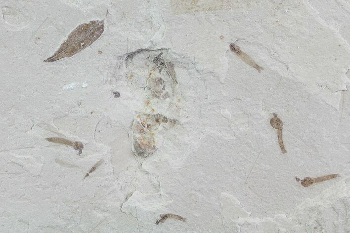 Fossil Crane Fly Larvae and Leaf - Green River Formation #76072